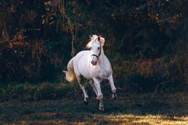 Horse D20 Methanol REEV: Where Natural Hydrogen Fits the 2035 ICE Calculus